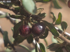 Rhamnus punctata