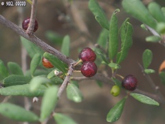 Rhamnus punctata