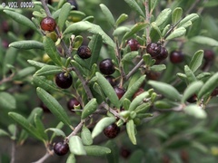 Rhamnus punctata