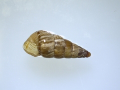 Cochlicella acuta