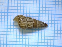 Cochlicella acuta