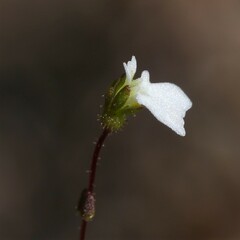 Stylidium perpusillum