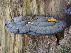 Hymenochaete rubiginosa