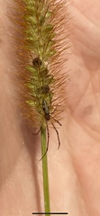 Oligolophus tridens
