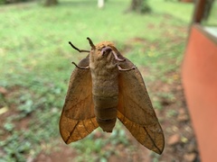 Adeloneivaia