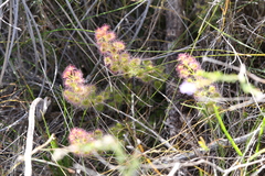 Drosera stolonifera