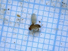 Drosophila melanogaster