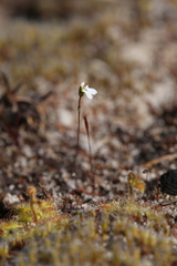 Stylidium perpusillum