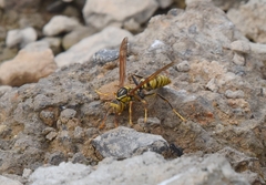 Polistes rothneyi