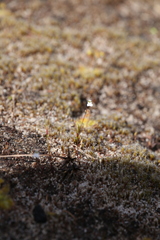Stylidium perpusillum