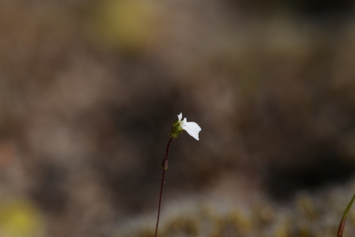 Image of Tiny Triggerplant (Stylidium perpusillum) by (c) Hugo Innes, some rights reserved (CC BY)