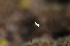 Stylidium perpusillum