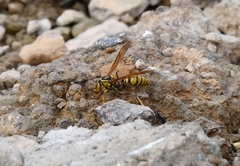 Polistes rothneyi