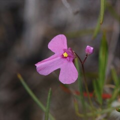 Utricularia multifida