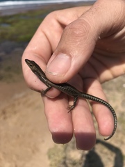 Cryptoblepharus africanus