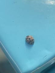 Harmonia axyridis
