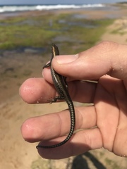 Cryptoblepharus africanus