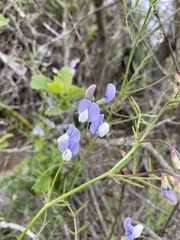 Lathyrus berteroanus