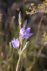 Thelymitra macrophylla