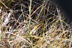 Thelymitra macrophylla