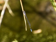 Enallagma novaehispaniae