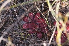Drosera rosulata