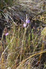 Thelymitra macrophylla