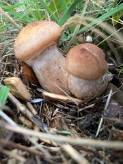 Cortinarius armillatus