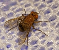 Ormia