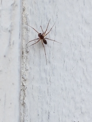 Lepthyphantes