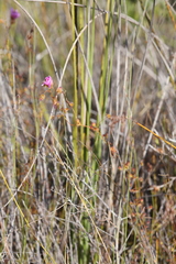 Drosera drummondii