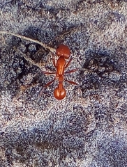 Pogonomyrmex barbatus
