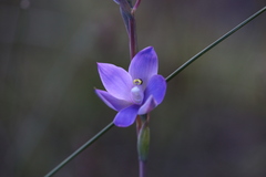 Thelymitra graminea
