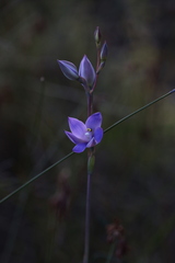 Thelymitra graminea
