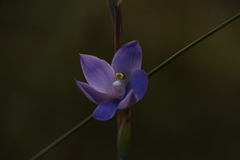 Thelymitra graminea