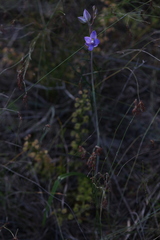 Thelymitra graminea