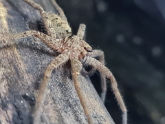 Heteropoda