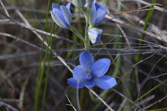 Thelymitra crinita