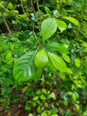 Elaeocarpus sedentarius