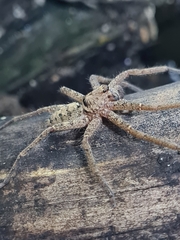 Heteropoda