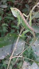 Polychrus marmoratus