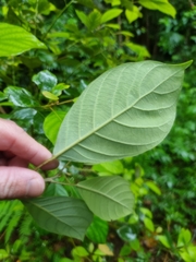 Elaeocarpus sedentarius