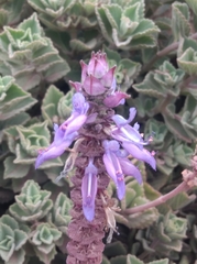 Coleus