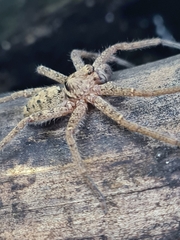 Heteropoda