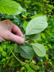 Elaeocarpus sedentarius