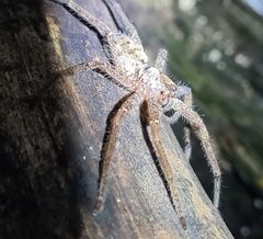 Heteropoda