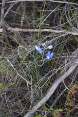 Thelymitra crinita
