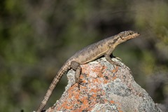 Karoo Girdled Lizard photo 5