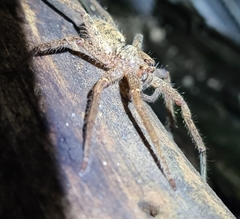Heteropoda