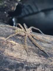 Heteropoda